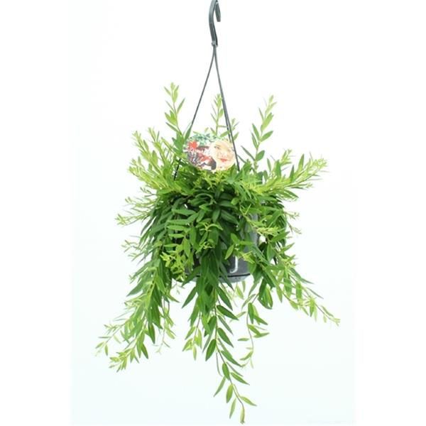 AESCHINANTHUS JAPHROLEPIS
