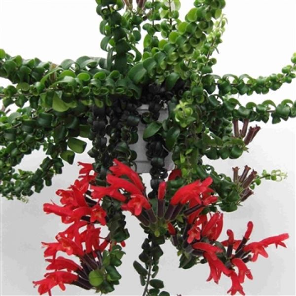 AESCHINANTHUS SCOUBIDOU