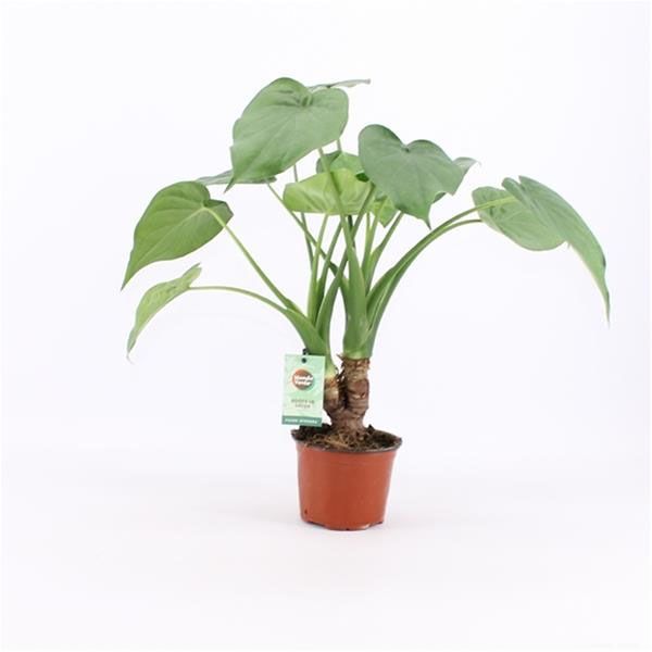ALOCASIA CUCULLATA