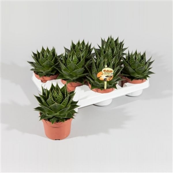 ALOE COSMO