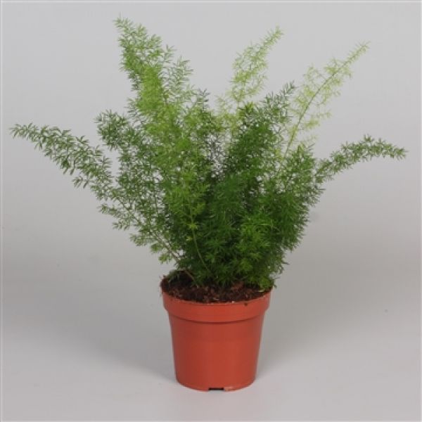 ASPARAGUS MEYERI