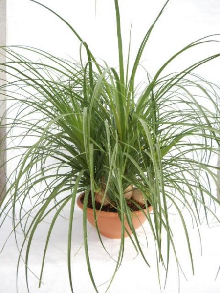 BEAUCARNEA NOLINA
