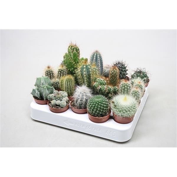 CACTUS MIX