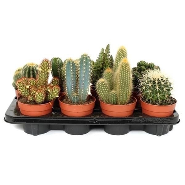 CACTUS MIX
