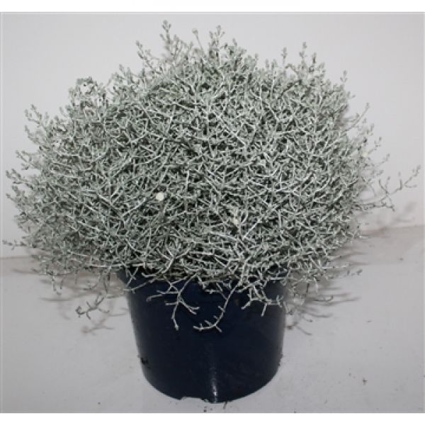 CALOCEPHALUS BROWNII