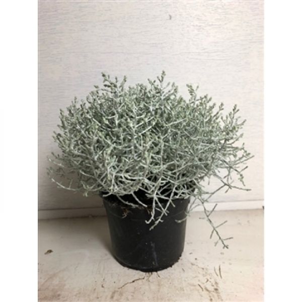 CALOCEPHALUS BROWNII