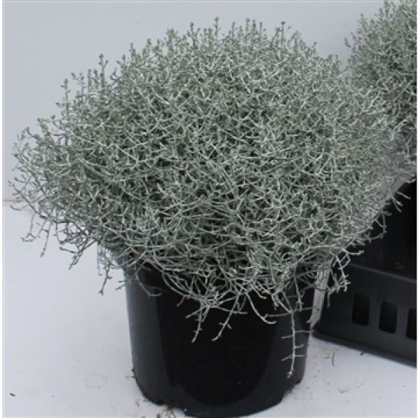 CALOCEPHALUS BROWNII