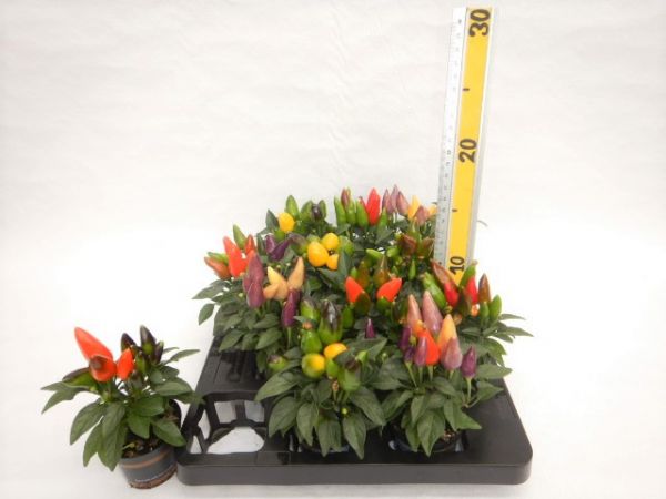 CAPSICUM