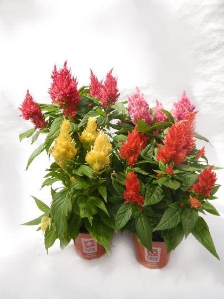 CELOSIA ARGENTEA