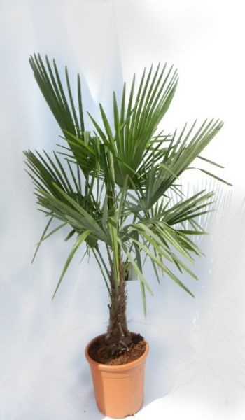 CHAMAEROPS EXCELSA