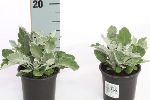 CINERAIRE MARITIMA