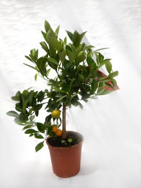 CITRUS CALAMONDIN