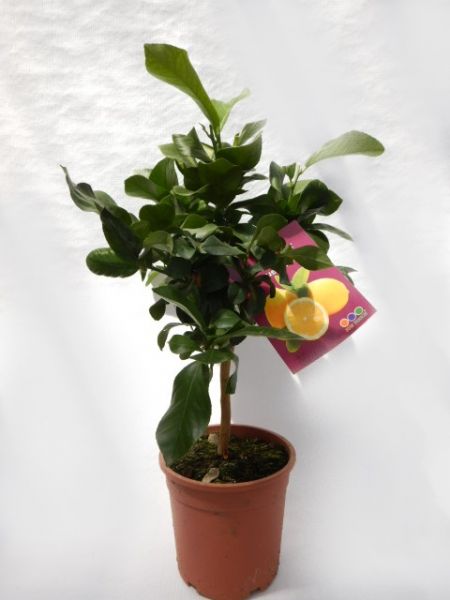 CITRUS LIMON