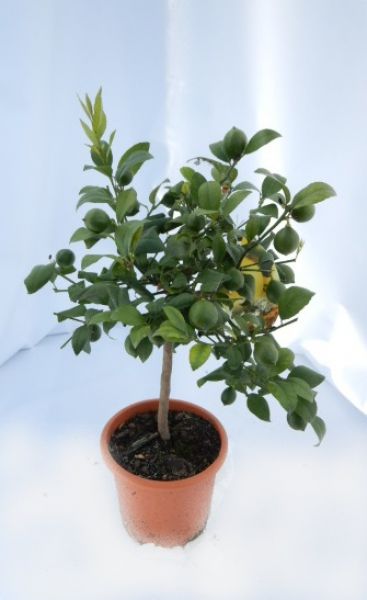 CITRUS LIMON MEYER