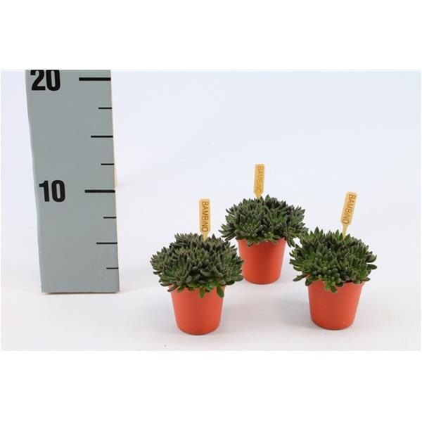 CRASSULA YUNNANENSIS