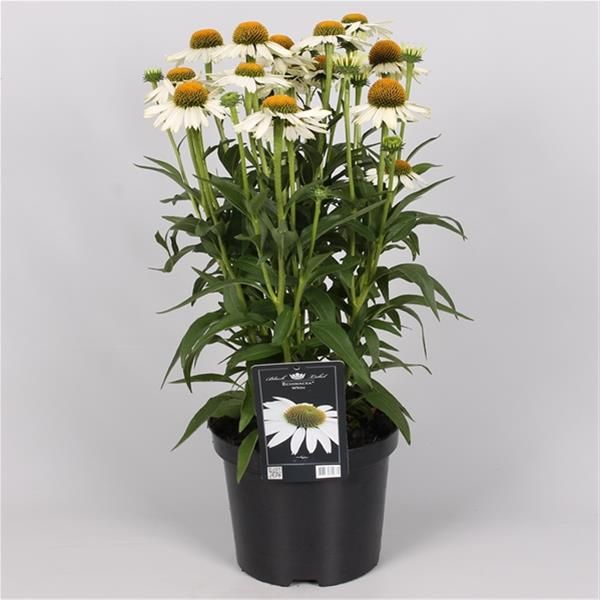 ECHINACEA WHITE MEDITATION