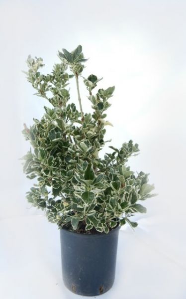 EUONYMUS JAP. KATHY