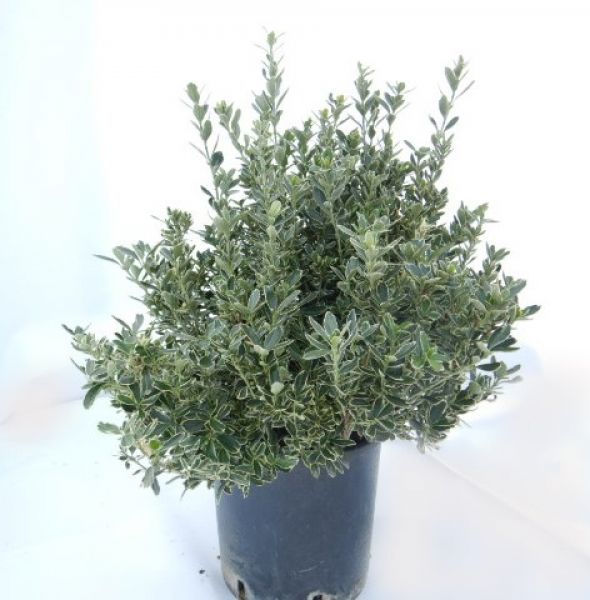 EUONYMUS JAP. SUSAN