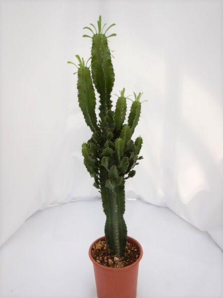 EUPHORBIA ERITREA