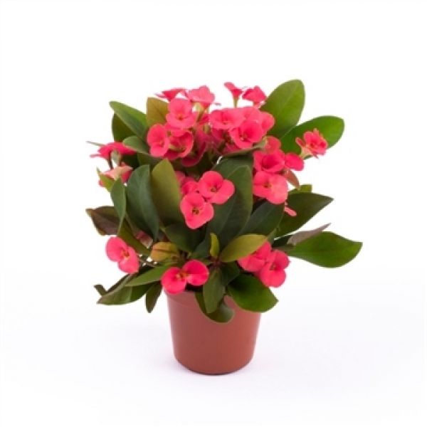 EUPHORBIA MILII