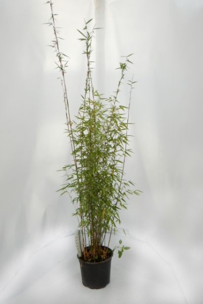 FARGESIA NITIDA