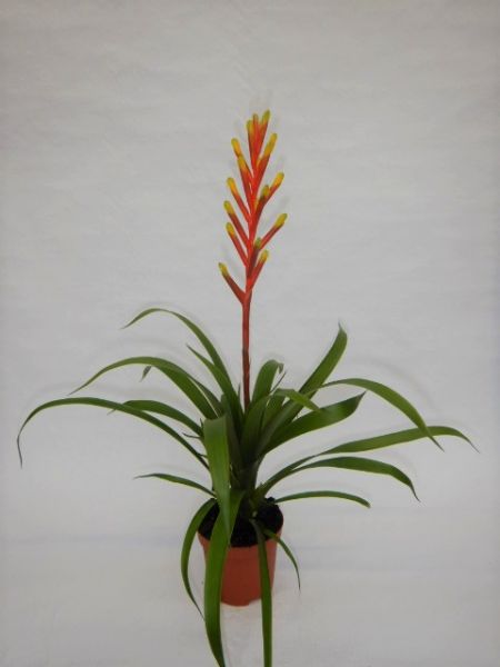 GUZMANNIA DISSITIFLORA