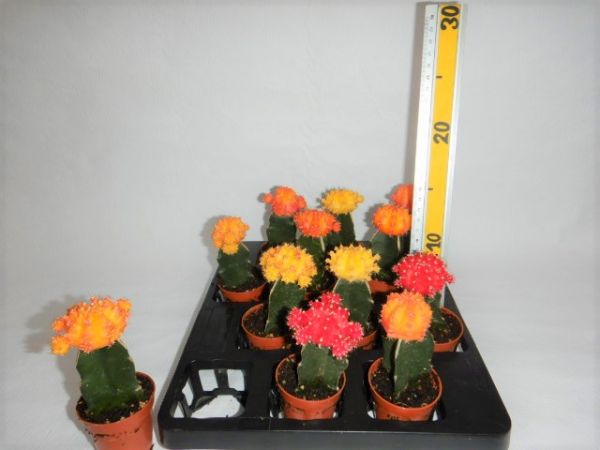 GYMNOCALYCIUM