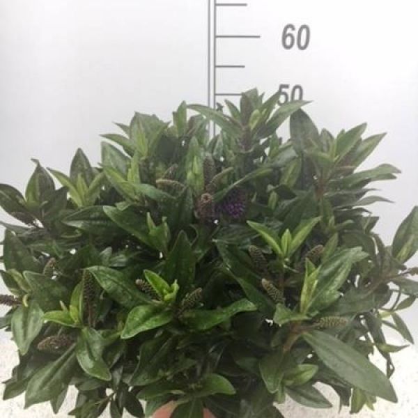 HEBE ANDERSONII VERT