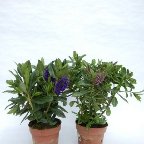 HEBE ANDERSONII VERT