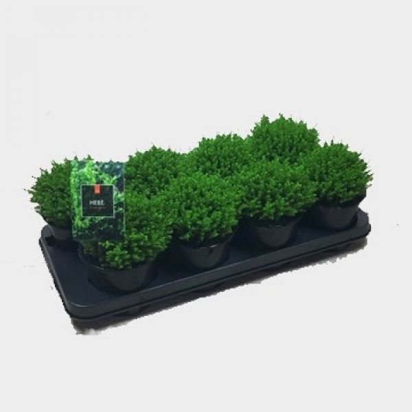 HEBE GREEN GLOBE