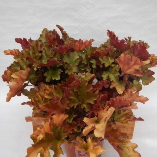 HEUCHERA CREME BRÛLEE