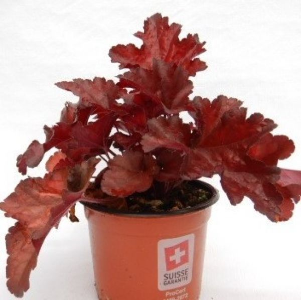 HEUCHERA FOREVER RED