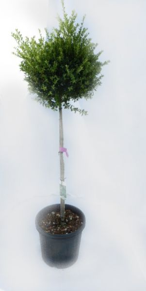 ILEX CRENATA TIGE