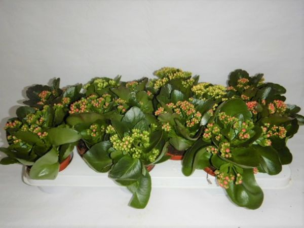 KALANCHOE CALANDIVA MIX