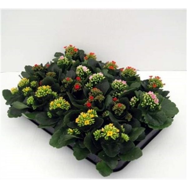 KALANCHOE CALANDIVA MINI