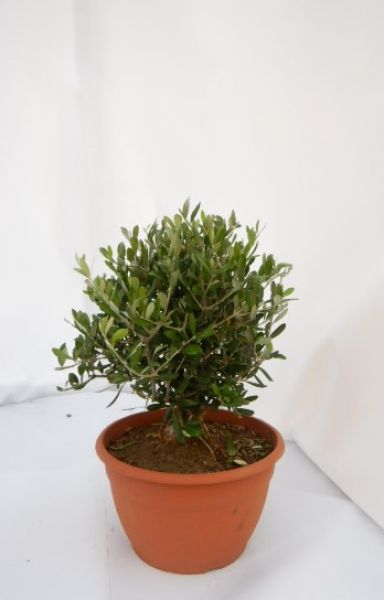 OLEA EUROPAEA BONZAI