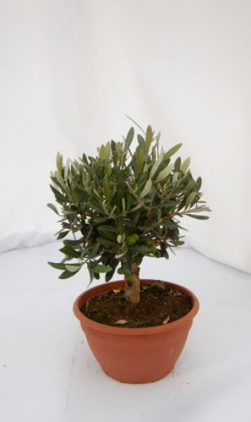 OLEA EUROPAEA BONZAI
