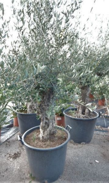 OLEA EUROPAEA BONZAI