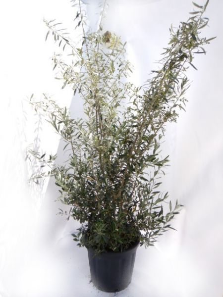 OLEA EUROPAEA TOUFFE