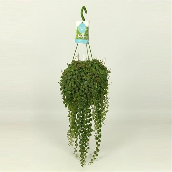 PEPEROMIA PROSTRATA