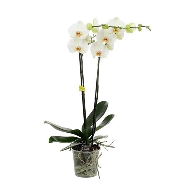 PHALAENOPSIS