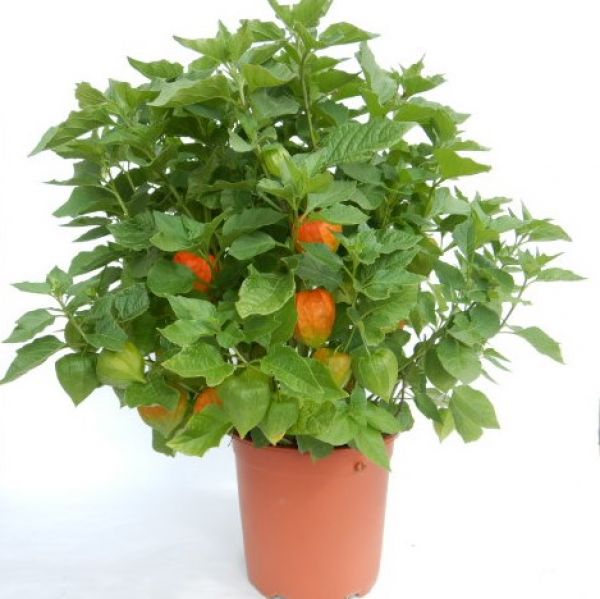 PHYSALIS ALKEKENGI