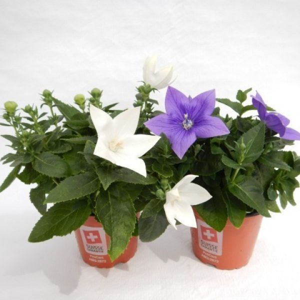 PLATYCODON