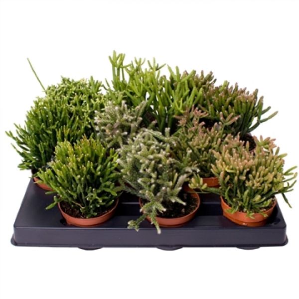 RHIPSALIS MIX