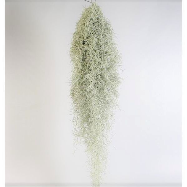 TILLANDSIA USNOIDES