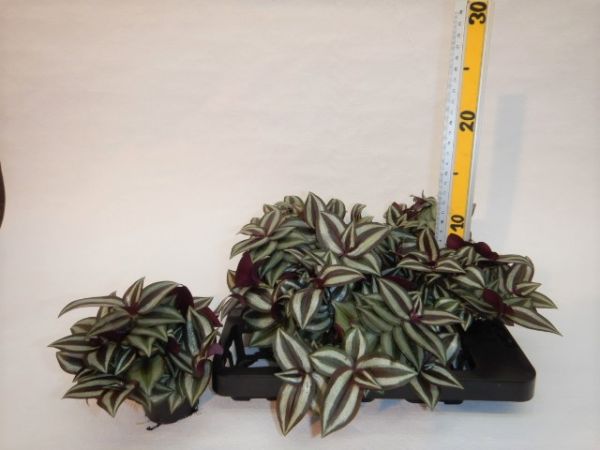 TRADESCANTIA ALBIFLORA