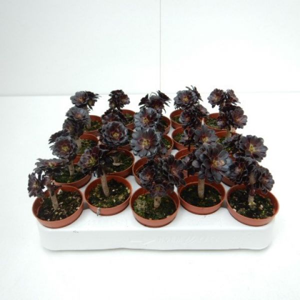 AEONIUM ARBOREUM BLACK