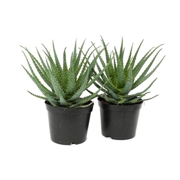 ALOE ARBORESCENS