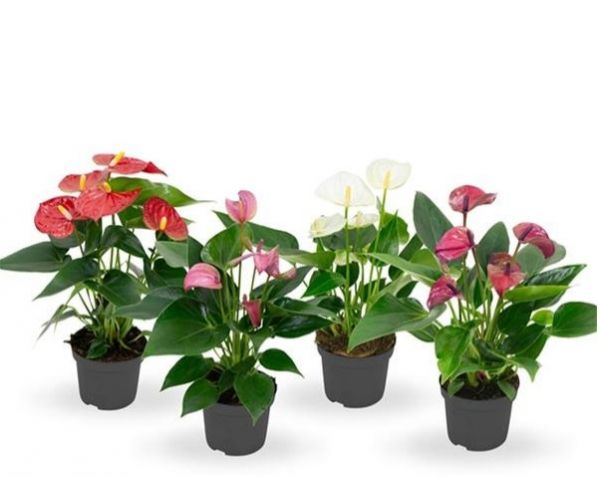 ANTHURIUM
