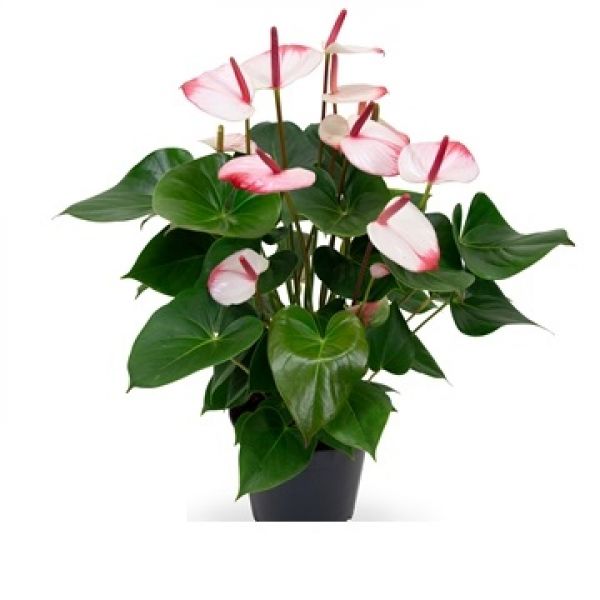 ANTHURIUM SWEETLIPS